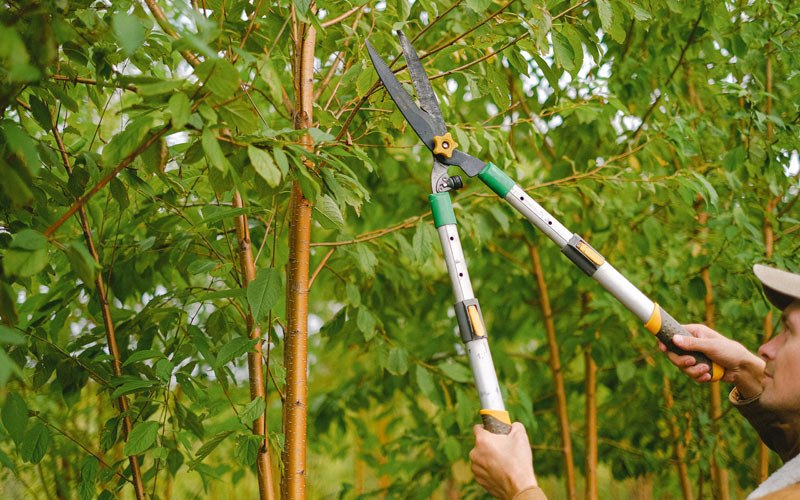 Tree trimming in Diamond, OR